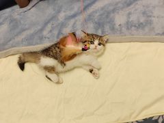 -momokira米努特·德文卷毛猫·棉花面纱犬