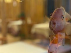 -原鄉本味 楚菜 丹江口鱼(北苑店)