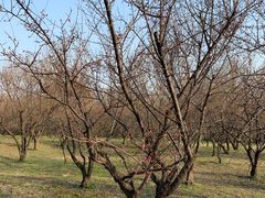 景点-蜀冈西峰生态公园