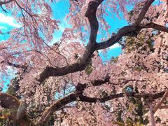 -醍醐寺