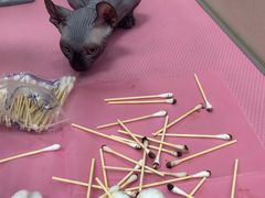 -北京观赏动物医院·24小时大型综合·猫专科·异宠专科