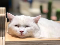 -飞行喵MR PILOT|猫舍·猫咖(静安大融城店)