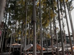-桉树林A coffee 森林餐厅(三圣乡店)