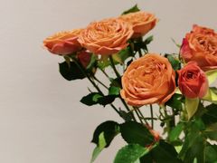 -素咫咖啡CLIFEROSE(新安店)