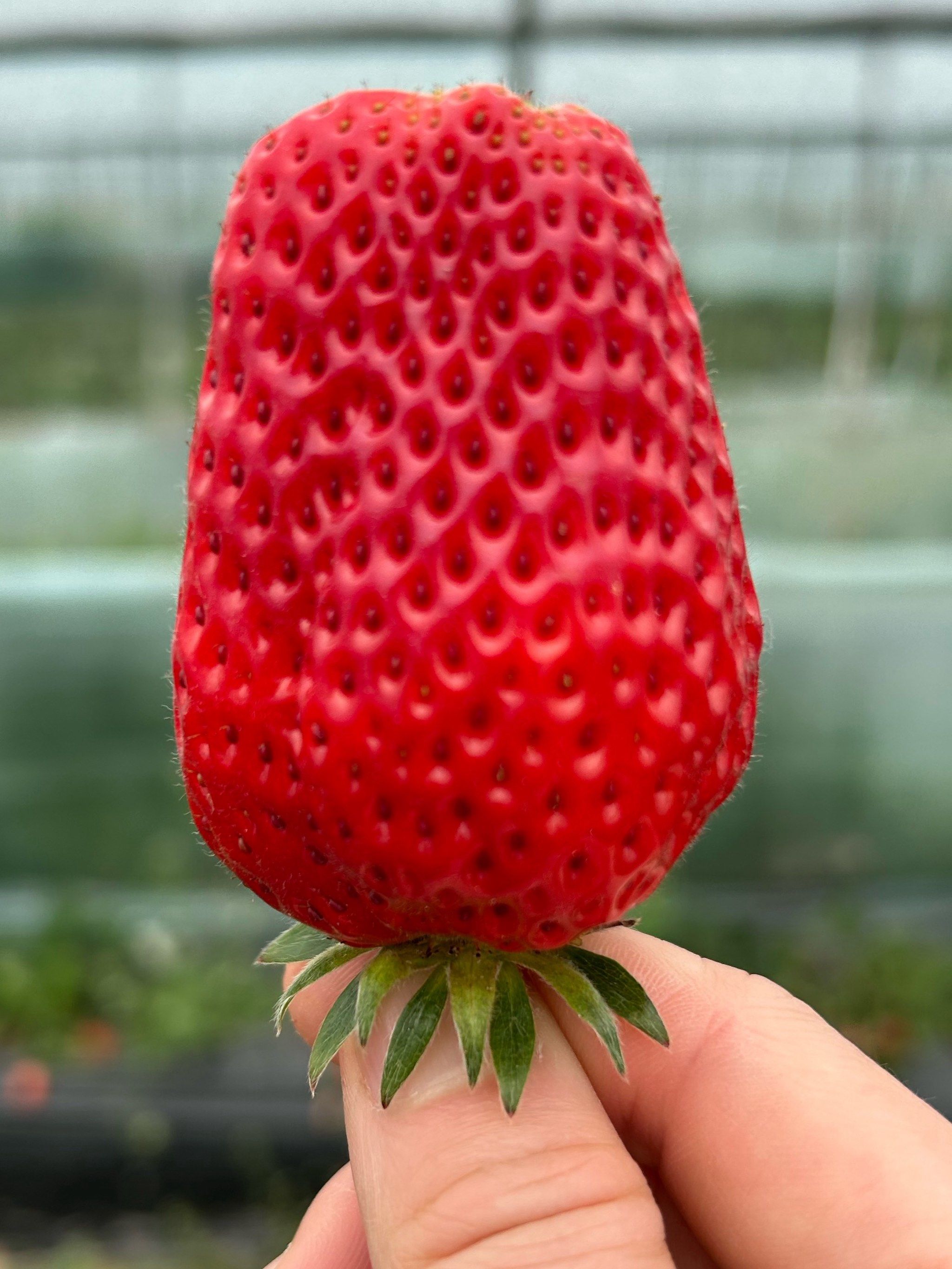 人人都是美食家 #美食 #我的美食日常 #0元玩转这座城 #草莓