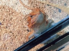 -酷以爬仙阁实体爬宠店·守宫·蜥蜴·专业繁育