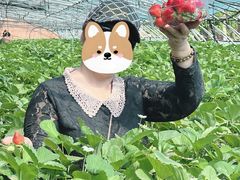 -甜心庄园·甜心草莓采摘园(西青中北店)
