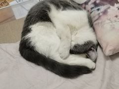 -纳吉亚猫专科动物诊疗中心(蒋宅口分院)