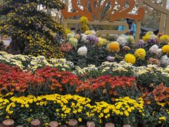 -上海共青森林公园