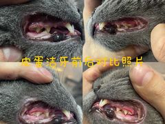 -悠尼宠物·独立低压伊珊娜洗护·美容·寄养(兰谷路店)
