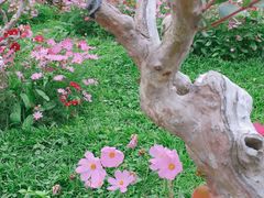 -深圳仙湖植物园