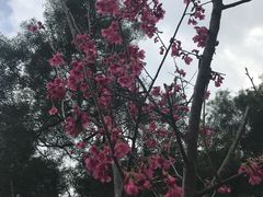 -金鸡山公园