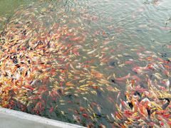 三鲜疙瘩-紫光园(燕郊总店)