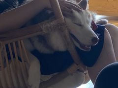 -Husky Go! 哈士奇体验馆·宠物咖啡厅狗咖