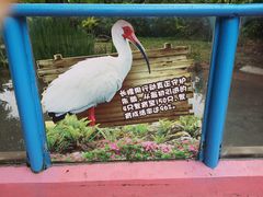-广州长隆飞鸟乐园