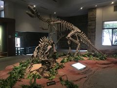 -自贡恐龙博物馆