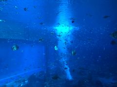 -亚龙湾海底世界