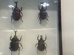 -中国科学院西双版纳热带植物园