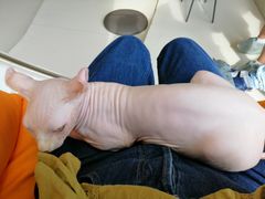 -飞行喵MR PILOT|猫舍·猫咖(静安大融城店)