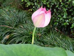 -陈家山荷花公园