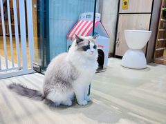 -藏猫猫咖啡主题馆(中央大道店)