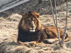 -石家庄市动物园