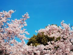 -顾村公园