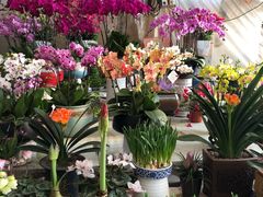 -金陵花卉交易市场