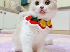 -喵zoo家庭繁育猫舍(尖东智能花园店)