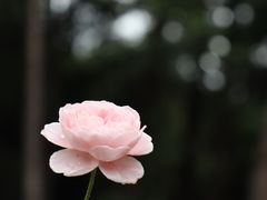 -寂照庵