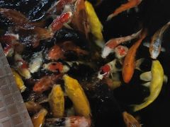 -侠成水上农庄(工业大道店)