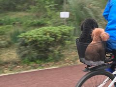 -白鹭湾湿地公园