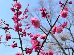 -梅花山(明孝陵内)