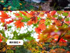 -九如山休闲旅游度假区