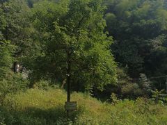 -湖南嵩云山国家森林公园