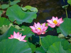 -荷塘月色湿地公园·向阳花洲
