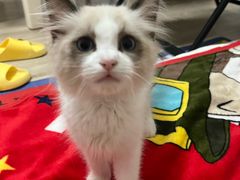 -艾吉宠物医院·疑难杂症转诊中心·猫友好(碧江路院)