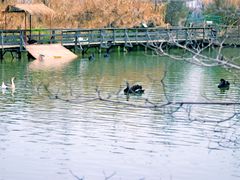 -溱湖国家湿地公园