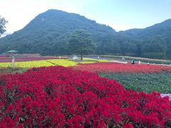 -广州市石门国家森林公园