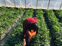 -大自然农场蔬菜草莓采摘园