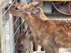 -前小桔亲子创意农场·草莓采摘·露营烧烤