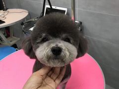 -宠福鑫康馨动物医院·骨科·眼科