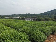 -中国茶叶博物馆(双峰馆区)