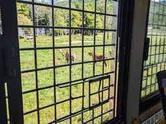 -横道河子东北虎林园