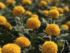-上海鲜花港