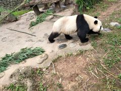 -都江堰中华大熊猫苑