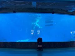 -海合安成都极地海洋公园