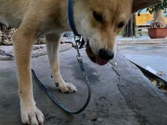 -阿欢牛肉店·火锅·粿条面