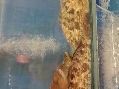 -添福来墨鱼饺子 · 海鲜东北菜(大连星海·黄浦路店)