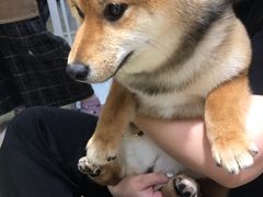 -逗柴咖啡屋·狗咖猫咖宠物桌游